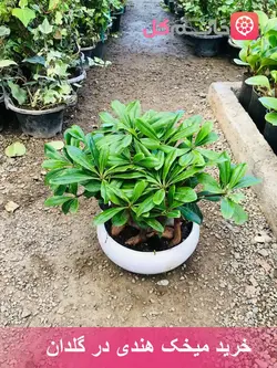 خرید و قیمت گل میخک هندی در گلدان سرامیکی | ارسال سریع