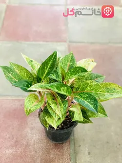 اگلونما ارکلین چند شاخه | گلدون کاملا پر + کیفیت بالا