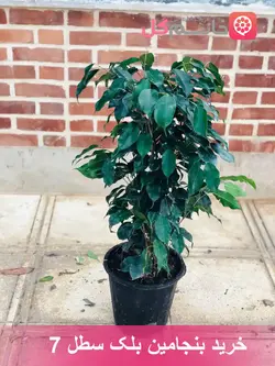 گل بنجامین بلک سطل 7 بسیار با کیفیت + خرید به صورت مستقیم از گلخونه