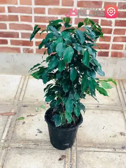 گل بنجامین بلک سطل 7 بسیار با کیفیت + خرید به صورت مستقیم از گلخونه