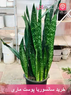 سانسوریا پوست ماری گلدان سطل زباله | ارتفاع بالای 1/70