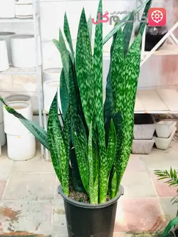 سانسوریا پوست ماری گلدان سطل زباله | ارتفاع بالای 1/70