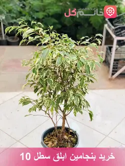بنجامین ابلق سطل 10 | ارتفاع بالای 1 متر + کیفیت عالی