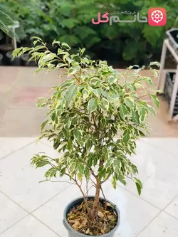 بنجامین ابلق سطل 10 | ارتفاع بالای 1 متر + کیفیت عالی