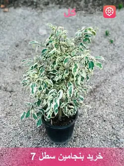 بنجامین سطل ۷ + پر از پاجوش سطل پر + بدون مریضی و افات