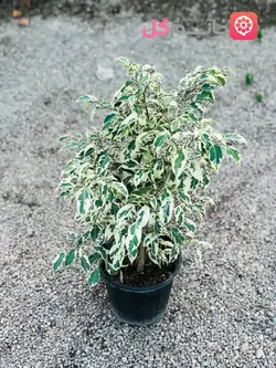 بنجامین سطل ۷ + پر از پاجوش سطل پر + بدون مریضی و افات