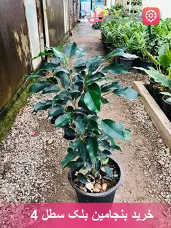 بنجامین بلک سطل 4 | فوق العاده زیبا و با کیفیت