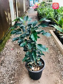 بنجامین بلک سطل 4 | فوق العاده زیبا و با کیفیت