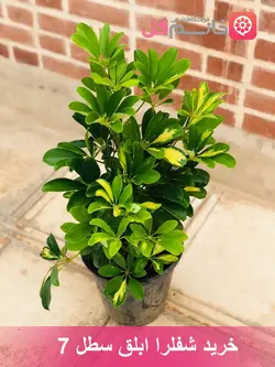 شفلرا ابلق سطل 7 | گلدون کاملا پر + بدون آفات