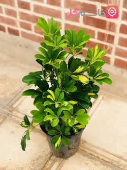 شفلرا ابلق سطل 7 | گلدون کاملا پر + بدون آفات