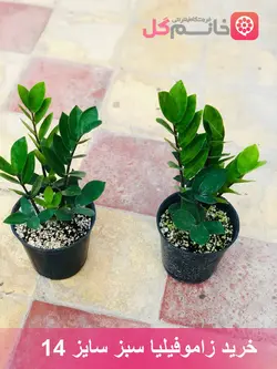 زاموفیلیا سبز سایز 14 | خرید بدون واسط از گلخونه خانم گل