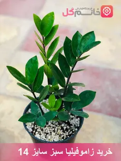 زاموفیلیا سبز سایز 14 | خرید بدون واسط از گلخونه خانم گل