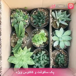 پک ساکولنت و کاکتوس ویژه | فوق العاده زیبا و با کیفیت +