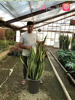 سانسوریا ابلق سطل زباله ارتفاع بالای 1/5 متر | بسیار زیبا و با کیفیت