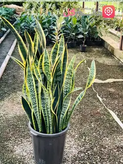 سانسوریا ابلق سطل زباله ارتفاع بالای 1/5 متر | بسیار زیبا و با کیفیت