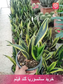 سانسوریا گلد فیلم پاجوش دار | کیفیت عالی + ارسال سریع