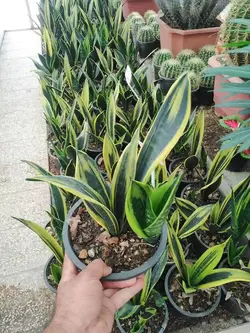 سانسوریا گلد فیلم پاجوش دار | کیفیت عالی + ارسال سریع