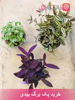 خرید پک 3 تایی برگ بیدی - فروشگاه msgol