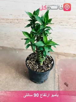 خرید و قیمت بامبو لوتوس تک شاخه + گلخونه خانم گل