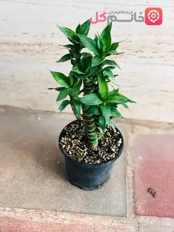 خرید و قیمت بامبو لوتوس تک شاخه + گلخونه خانم گل