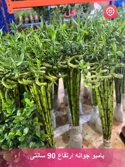 بامبو جوانه ارتفاع 90 سانتی - فروشگاه msgol