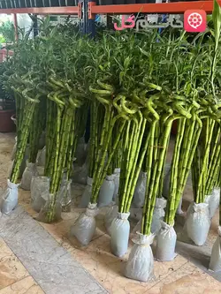 بامبو جوانه ارتفاع 90 سانتی - فروشگاه msgol