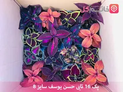 خرید پک ۱۶ تایی حسن یوسف - فروشگاه اینترنتی خانم گل