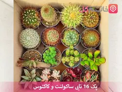 خرید پک 16 تایی ساکولنت و کاکتوس - فروشگاه msgol