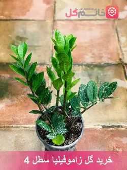 گیاه زاموفیلیا بسیار زیبا و جذاب برای هدیه دادن - خانم گل