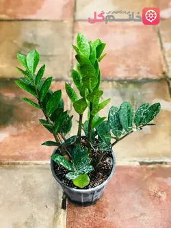 گیاه زاموفیلیا بسیار زیبا و جذاب برای هدیه دادن - خانم گل