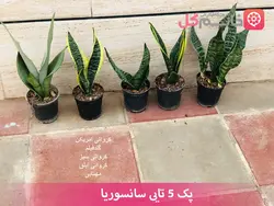 پک 5 تایی سانسوریا - فروشگاه msgol