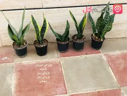 پک 5 تایی سانسوریا - فروشگاه msgol