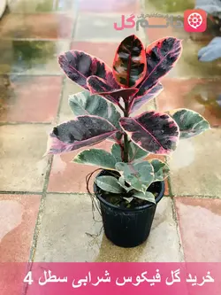 گیاه فیکوس شرابی سطل 4 - فروشگاه msgol