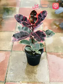 گیاه فیکوس شرابی سطل 4 - فروشگاه msgol