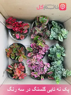 خرید و قیمت گل سنگ طبیعی در رننگهای مختلف | گلخونه خانم گل