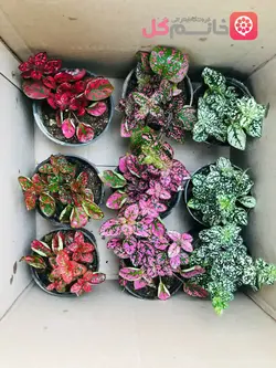 خرید و قیمت گل سنگ طبیعی در رننگهای مختلف | گلخونه خانم گل