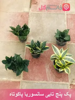 خرید پک 5 تایی سانسوریا پاکوتاه - فروشگاه msgol