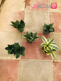 خرید پک 5 تایی سانسوریا پاکوتاه - فروشگاه msgol