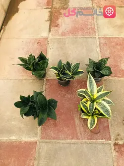 خرید پک 5 تایی سانسوریا پاکوتاه - فروشگاه msgol