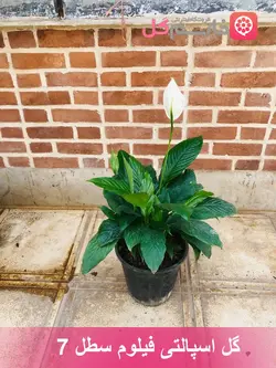 خرید گل اسپاتی فیلوم سطل 7 - خرید گل چمچمه ای + خانم گل