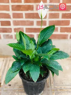 خرید گل اسپاتی فیلوم سطل 7 - خرید گل چمچمه ای + خانم گل