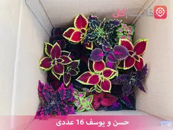 خرید انواع گل حسن یوسف هلندی - فروشگاه msgol