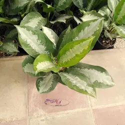 خرید آگلونما برگ هندوانه ای | گیاه محبوب آپارتمانی| خانم گل