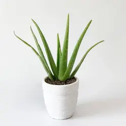 آلوئه ورا متوسط دارای پاجوش از گلخانه خانم گل