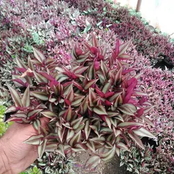 برگ بیدی آهویی