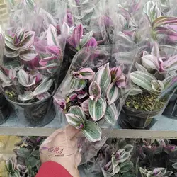 برگ بیدی صورتی