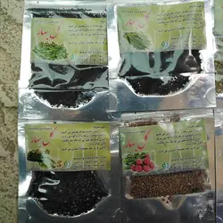 بذر گشنیز - خرید انواع بذر سبزی در فروشگاه msgol