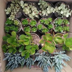 پک سایز هشت خطی ساکولنت