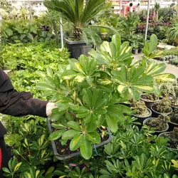 خرید اینترنتی بونسای شفلرا - خرید از فروشگاه msgol
