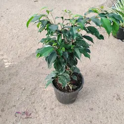 خرید خرید بنجامین بلک | برگ های تیره و زیبا| فروشگاه msgol